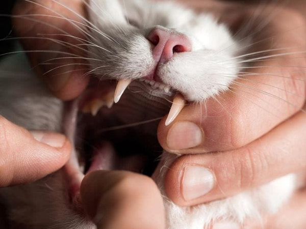 Coaxing Kitty to Swallow: Administering Pills