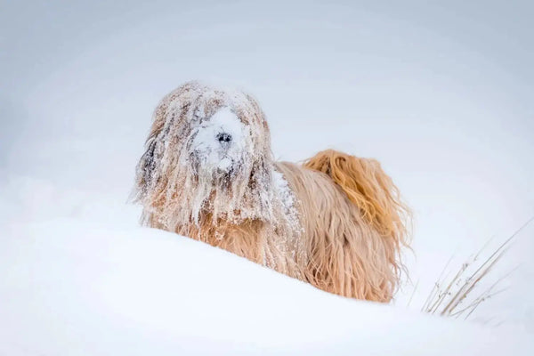 Exercising your Dog in Winter or Summer