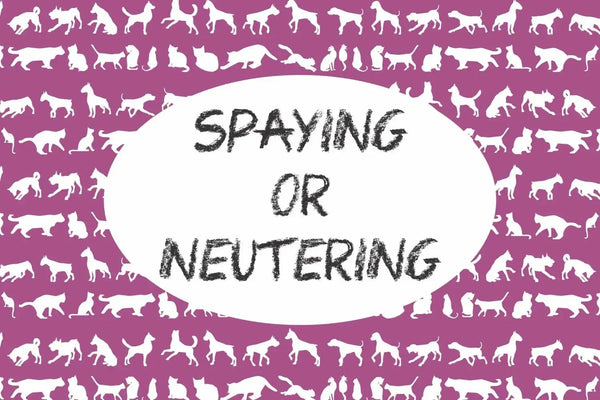 Spaying or Neutering Your Pet