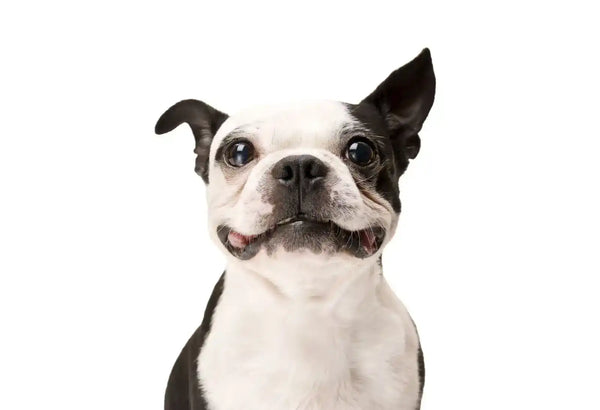 Smiling Boston Terrier.
