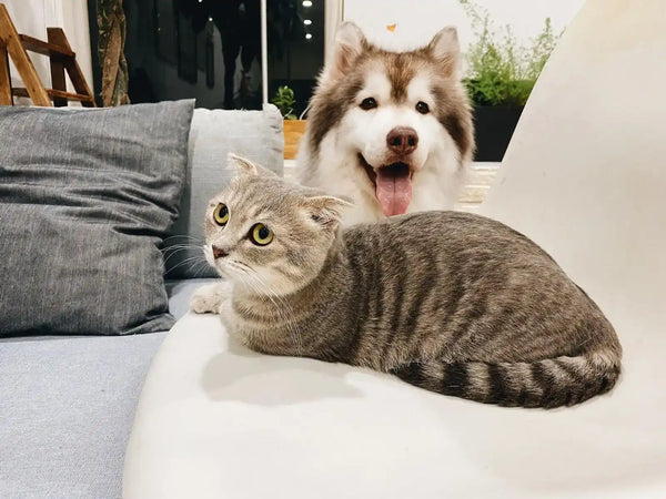 Husky and tabby cat.