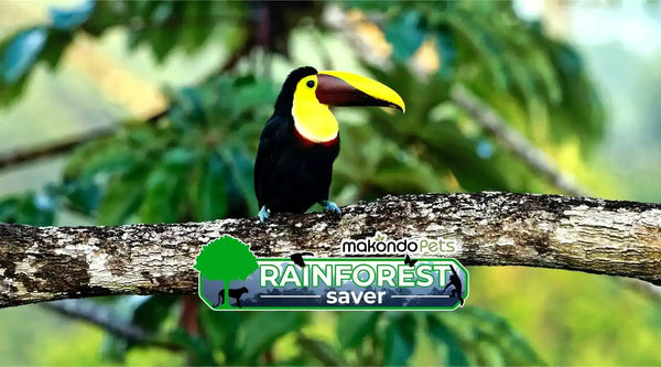Colorful toucan perched on branch.