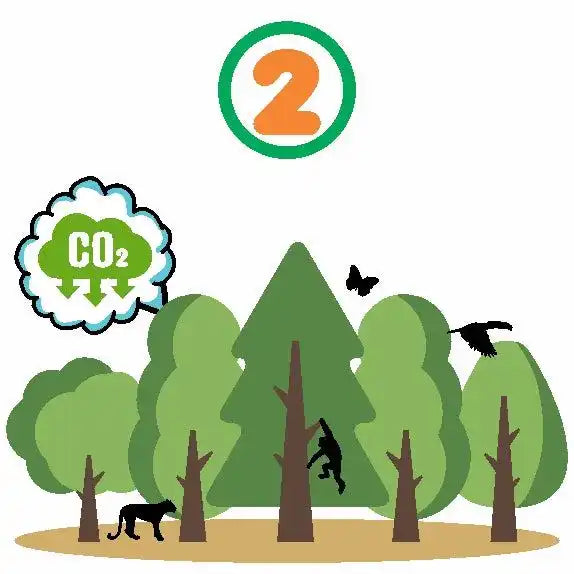 Forest ecosystem illustration.