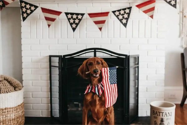 Patriotic dog with American flag.