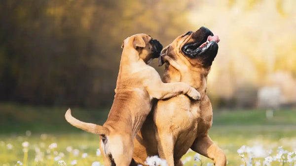 Two playful brown dogs.