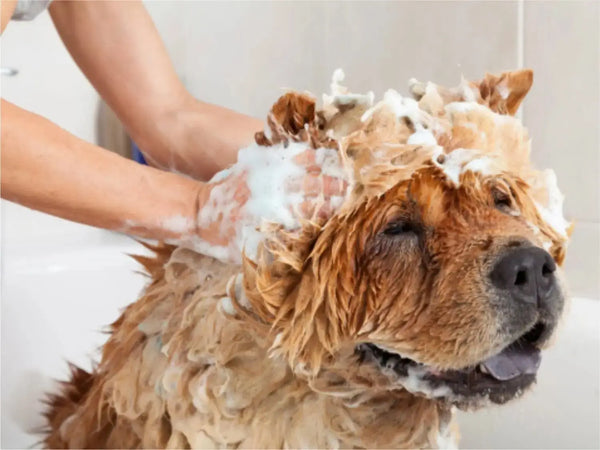 Benefits of Oatmeal and Aloe Vera Shampoo In Pets