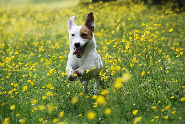 Caring for Dogs with Allergies