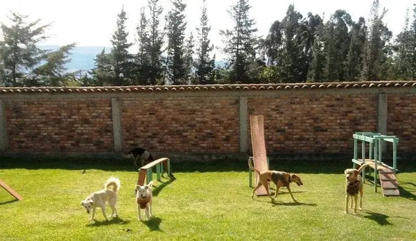 Dog and Cat Kennels