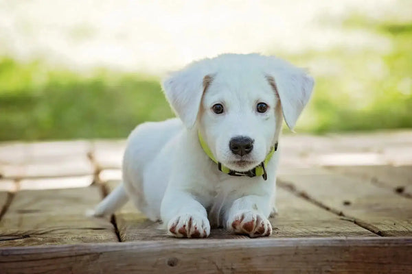 House Training Your Puppy