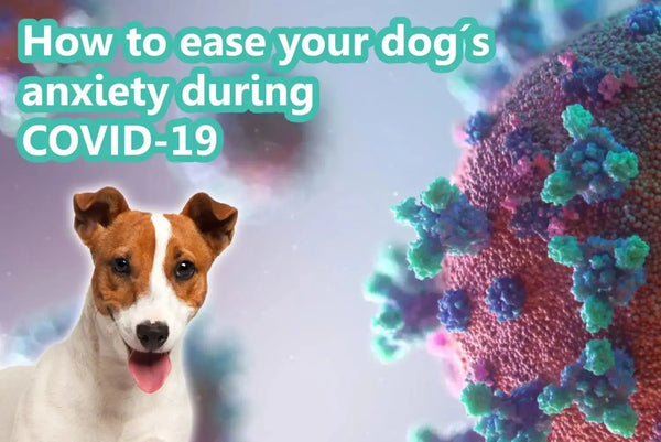 How to ease your dog’s anxiety during COVID-19