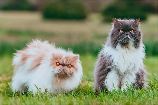 The Persian Cat