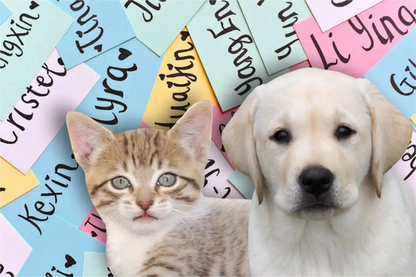 Pet Names. Ideal for your new puppy or kitten.
