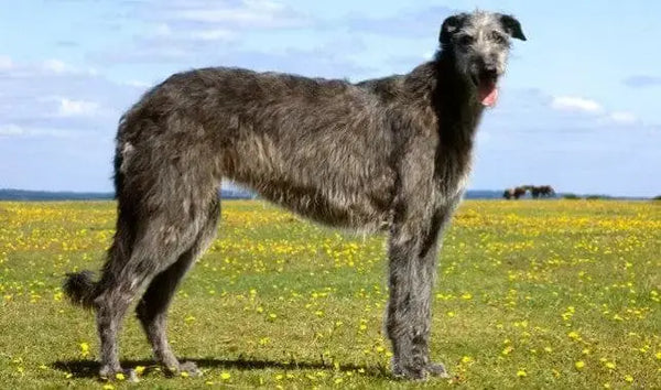 The Deerhound Dog