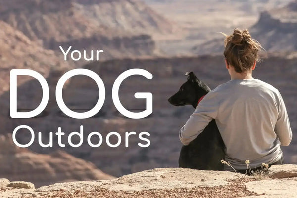 Your Dog Outdoors