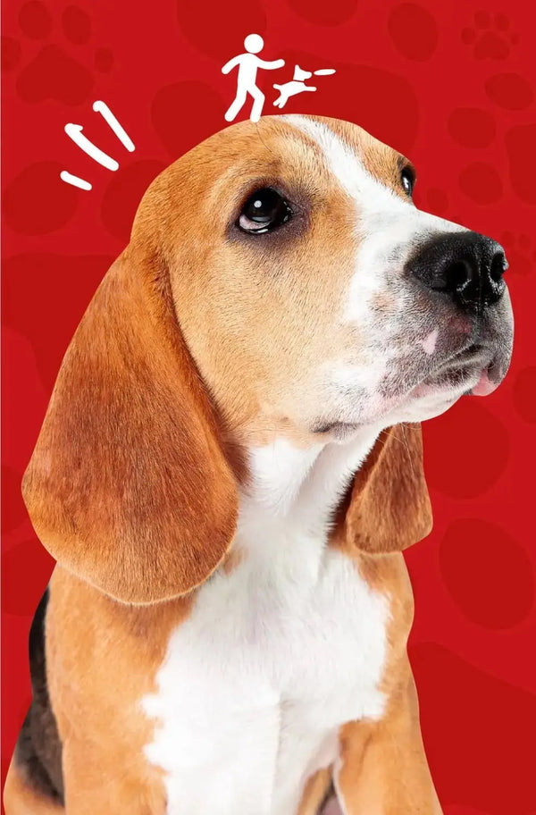 Dog Hip and Joint Care