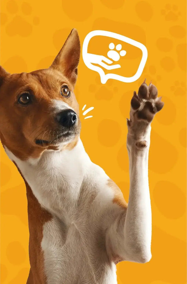 Dog Paw Pads and Nose