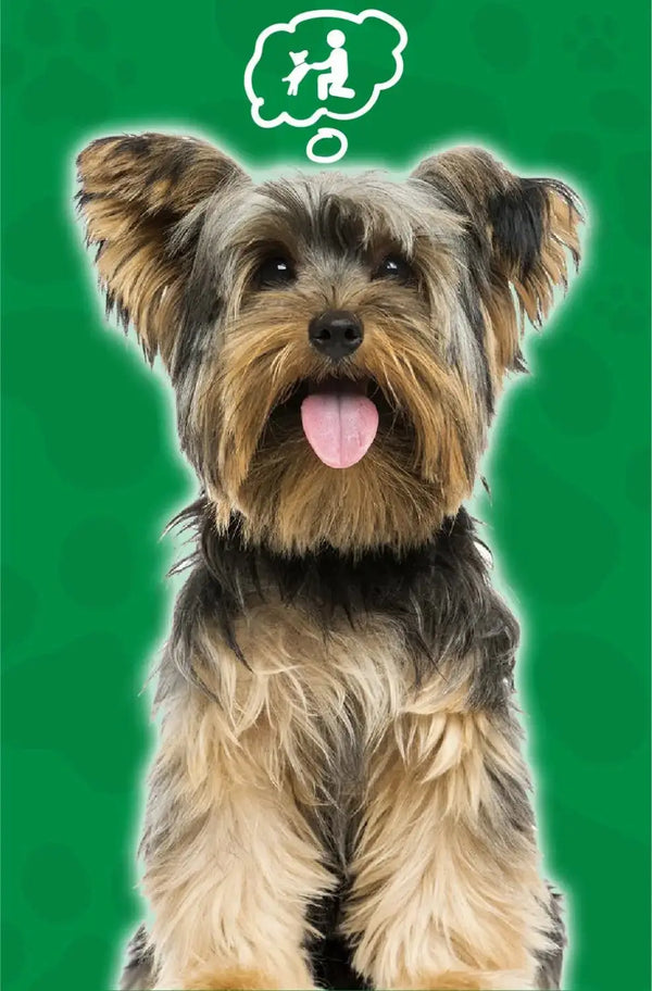 Dog Skin and Care Care
