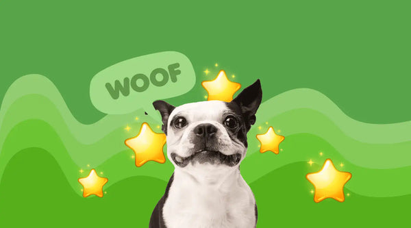 Boston terrier with stars.