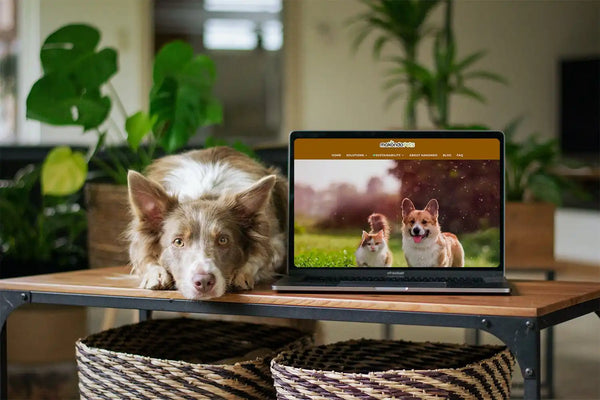 Brown and white dog next to laptop.