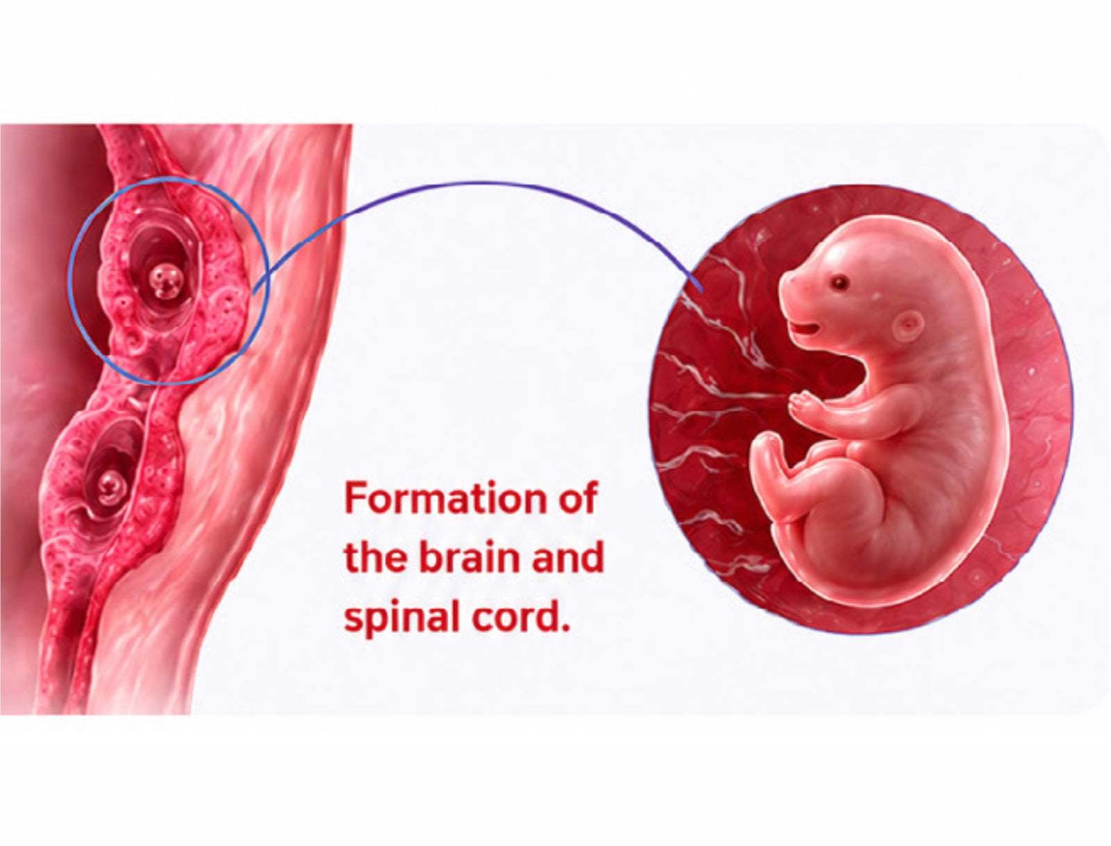 Illustration of early canine embryo development during weeks one to three