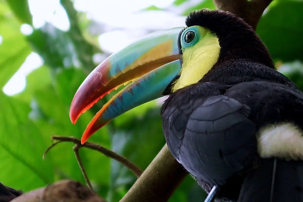 Colorful toucan perched on a branch.