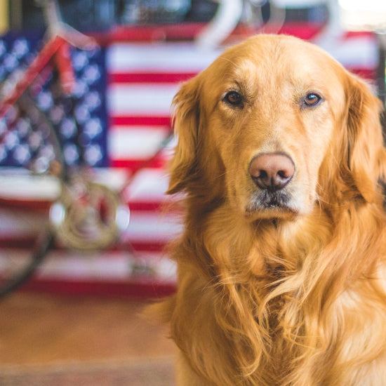 omegas para perros