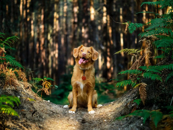 Golden retriever with tongue out.