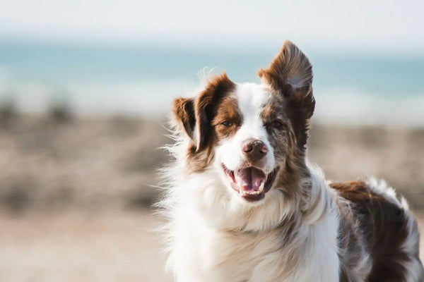 Happy brown and white dog.