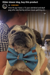 Pug wearing a blue bow tie.