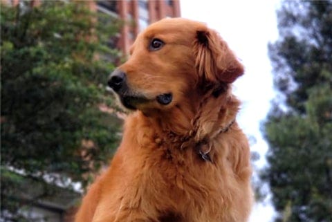 golden retriever