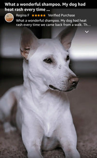 White dog with a pink nose.